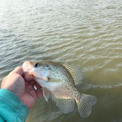 Fishing in Lake Waxahachie | Fishbrain