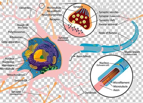 Neuron Soma Cell Dendrite Nervous System PNG, Clipart, Anatomy, Area ...