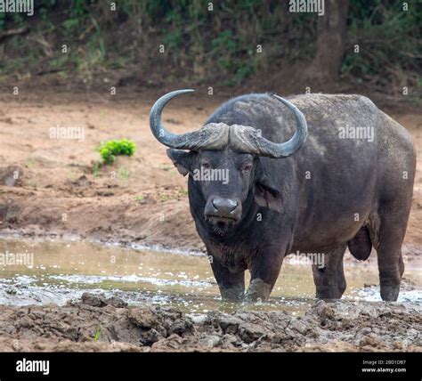 Cape Buffalo In Mud Hole Hi Res Stock Photography And Images Alamy