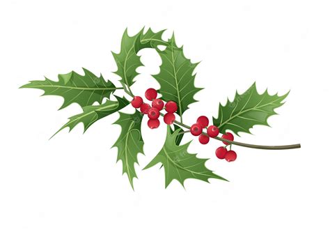 Premium Vector Twig Of Holly With Leaves And Berries On White