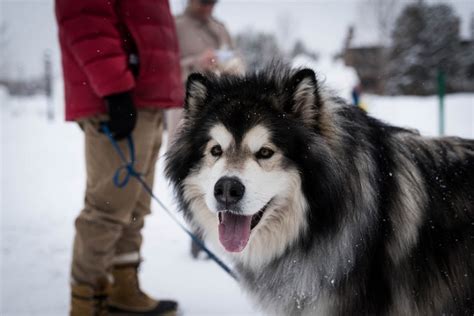 5 Things To Know About Alaskan Malamutes Petful