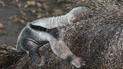 Baby anteater born at Florida’s Zoo Miami gaining strength after mother abandoned him – 106.9 ...