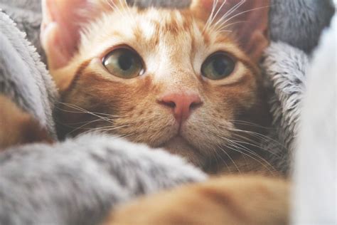 The Art Of Purring Common Reasons Why Cats Purr Petvet Clinic