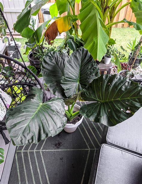 Elephant Ear Plant Care By Brittany Goldwyn Live Creatively