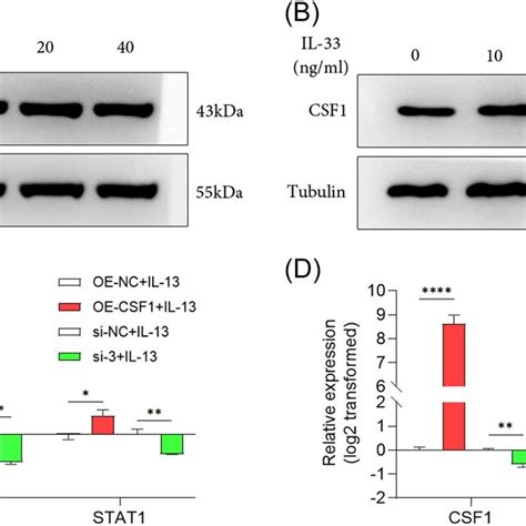 The Effects Of Cytokines Il‐13 And Il‐33 On Csf1 And Stat1 Expression Download Scientific