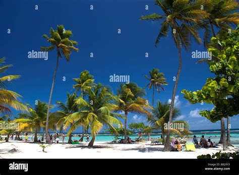 Guadeloupe Caribbean French Antilles Sainte Anne beach, white sand, palm trees, relax, island ...