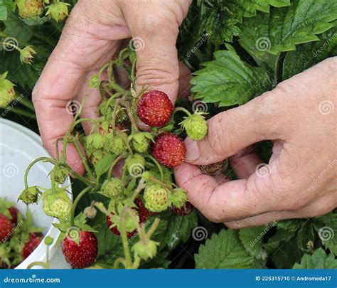 Strawberry Harvesting Strawberry Picking Woman Hands Picking