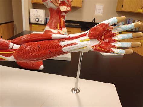 Forearm Diagram Diagram Quizlet