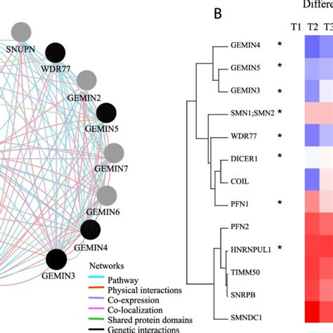 A Network Analysis Of Smn Binding Partners Derived From Cytoscape Download Scientific Diagram