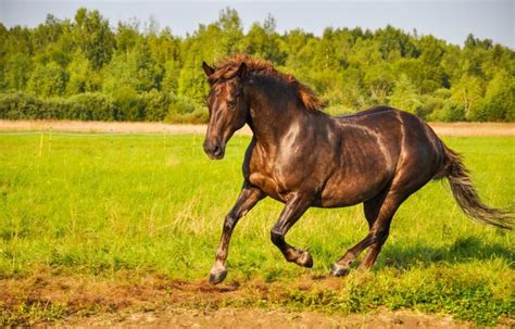 Cavalos Equus Ferus Caballus Cavalos Animais Herbivoros Animais