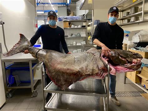 Un Elbot De 150 Kg Dans Une Poissonnerie Flamande Foto 7sur7be