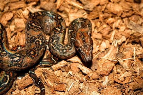 Leopard Boa Constrictor Darren Hamill Reptiles