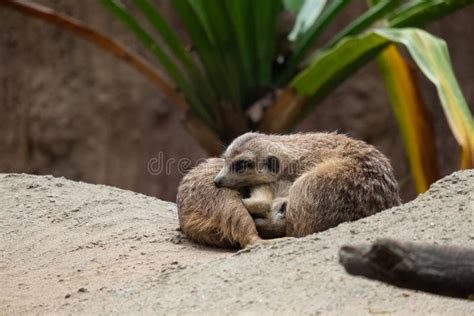 Meerkat`s behavior stock image. Image of insectivore - 164041619