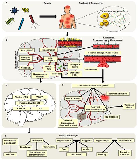 Frontiers Neuroimmune Regulation In Sepsis Associated Encephalopathy