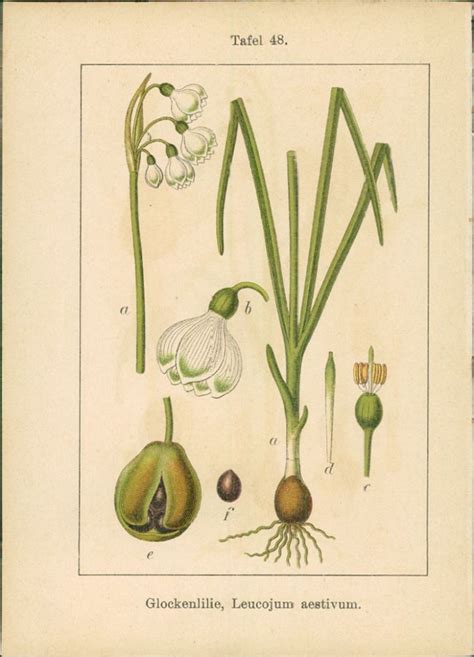 Lithographie Grosses Schneeglöckchen Leucojum vernum Glockenlilie