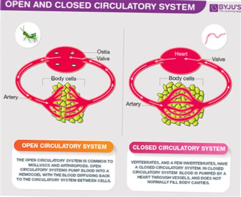 DifferBetween Difference Between Open Circulatory System And Closed