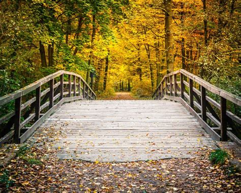 Ponte Na Floresta Do Outono Imagem De Stock Imagem De Folhagem Rural