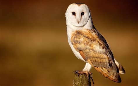 Barn Owl Beautiful Bird Wallpaper 1680x1050 11553