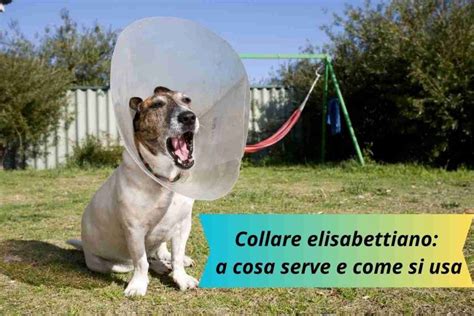 A Cosa Serve Il Collare Elisabettiano Per Cani Scopriamolo Insieme