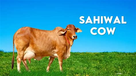 Sahiwal Cow Know About The Best Indian Cattle Breed