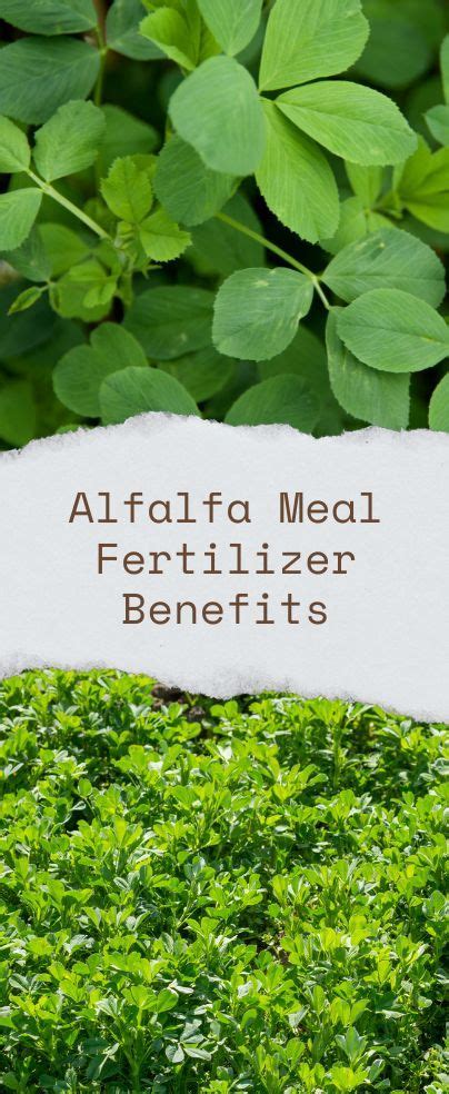 Alfalfa Meal Fertilizer Benefits In 2022 Alfalfa Fertilizer Benefit