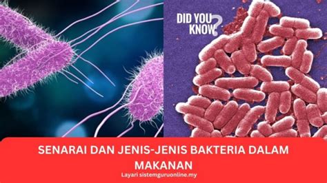 Senarai Dan Jenis Jenis Bakteria Dalam Makanan