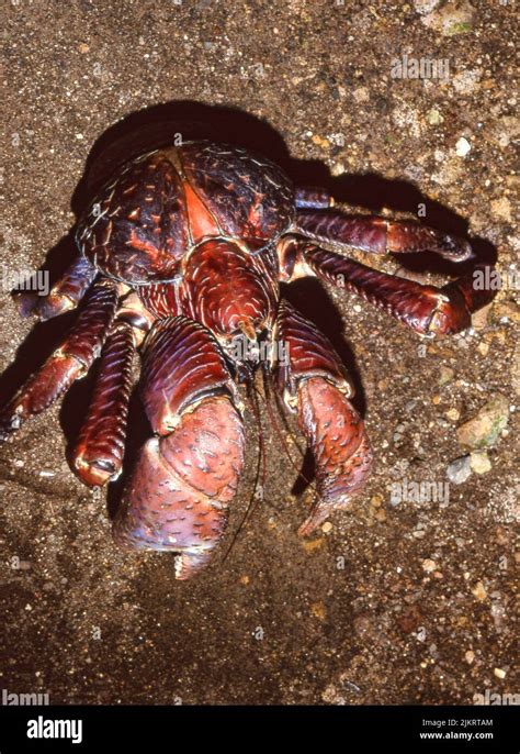 Coconut Crab Birgus Lato From North Sulawesi Indonesia Stock Photo