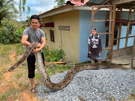 Keluarga Bela Ular Sawa Batik Seberat 100 Kg Kosmo Digital