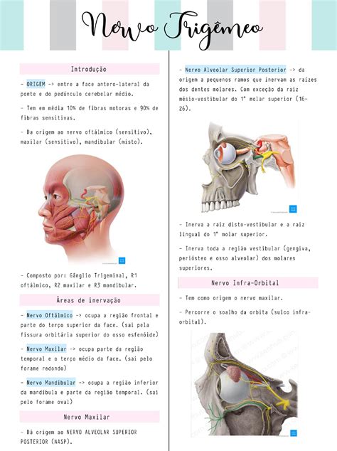 Resumo de Nervo Trigêmeo 2 Anatomia de Cabeça e Pescoço