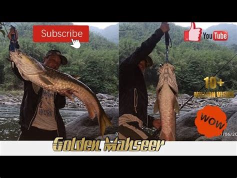 Mighty Golden Mahseer On Pare River Arunachal Pradesh The Lucky Rod