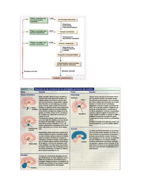 Solution Enc Falo Tallo Cerebral Studypool