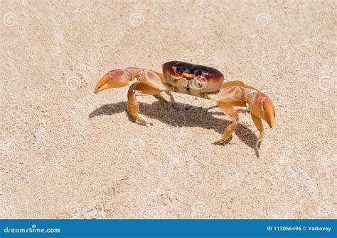 Big Red Crab On The Sand Caribbean Crab Macro Stock Photo Image Of