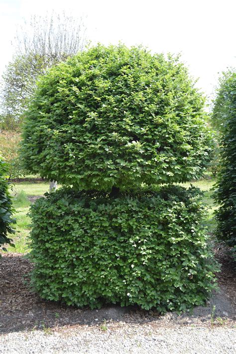 Topiary Specimens Gallery Valley Plants