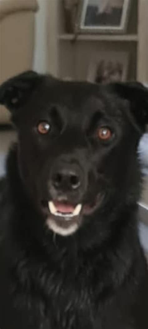 Doge Blank Template Imgflip