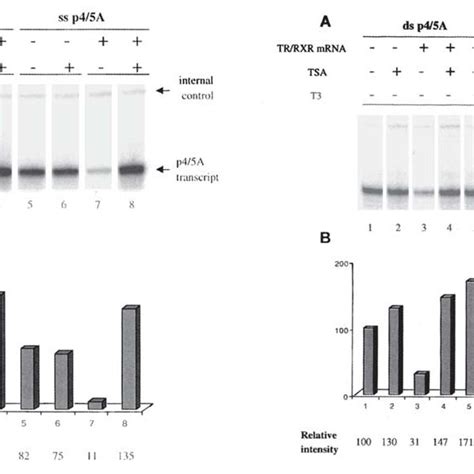 Schematic Representation Of The Ltr Promoter Region In P4 5a The