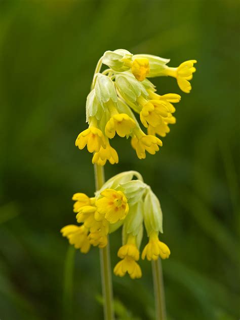 A Simple Guide To The Wildflowers Of Britain Country Life