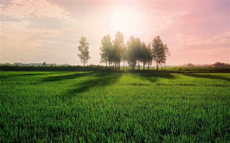 Sunlight Trees Landscape Anime Nature Grass Sky Field Green