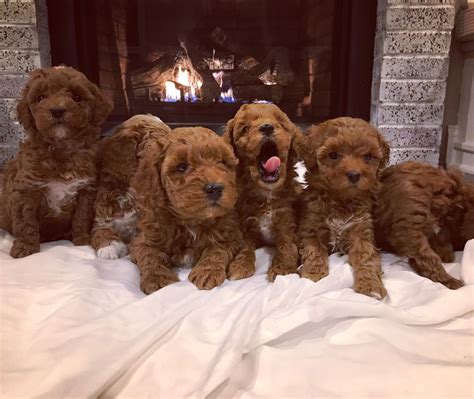 Talaki Ridge Labradoodles - Hi my name is Star. I am a Carmel colored