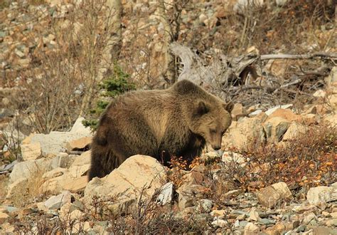 Scavenging Photograph by Adam Jewell - Fine Art America