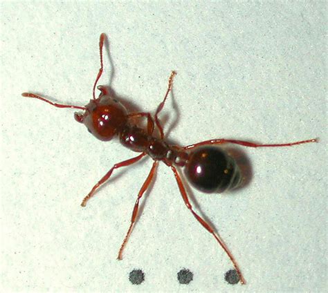 Eradicating The Red Imported Fire Ant By Numbers