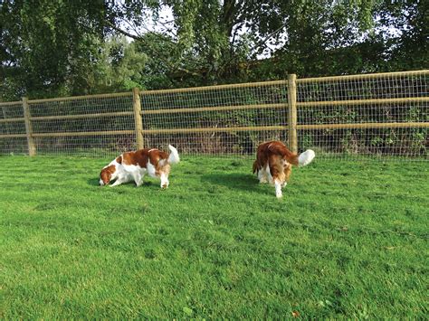 Hondenren Vrije Uitloop Honden