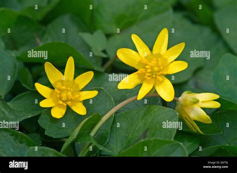 Lesser Celandine Ranunculus Ficaria Ficaria Grandiflora Robert