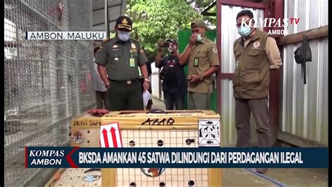 BKSDA Amankan 45 Satwa Dilindungi Dari Perdagangan Ilegal Video