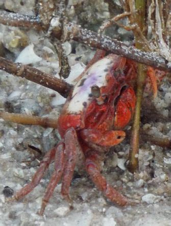 Atlantic Sand Fiddler Crab Uca Pugilator Bugguide Net