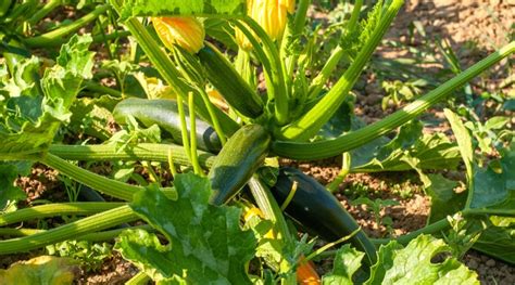 Zucchini Growth Stages How Fast Does Zucchini Grow