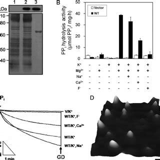 Heterologous Expression Characterization And Purification Of Cth