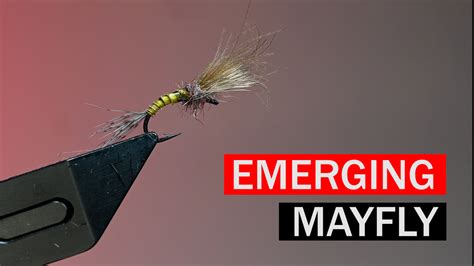 emerging mayfly fly pattern tutorial svenddieselcom