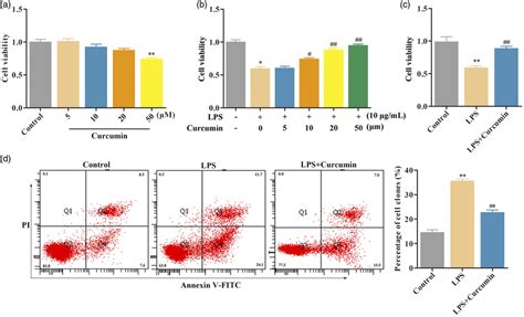 Curcumin Reduced Lipopolysaccharide Lps Induced H C Cells Damage