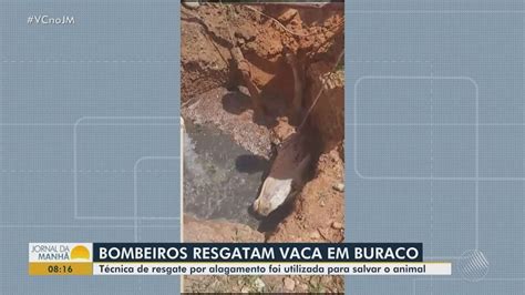 Video Vaca Cai Em Buraco De Sete Metros De Profundidade E Resgatada