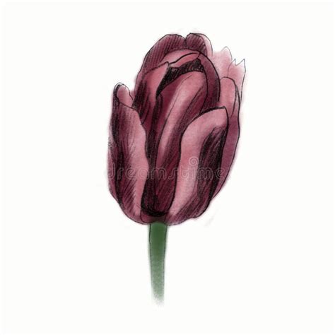 Tulip De Ilustraci N De L Piz Una Flor Dibujada Con Un L Piz Stock De